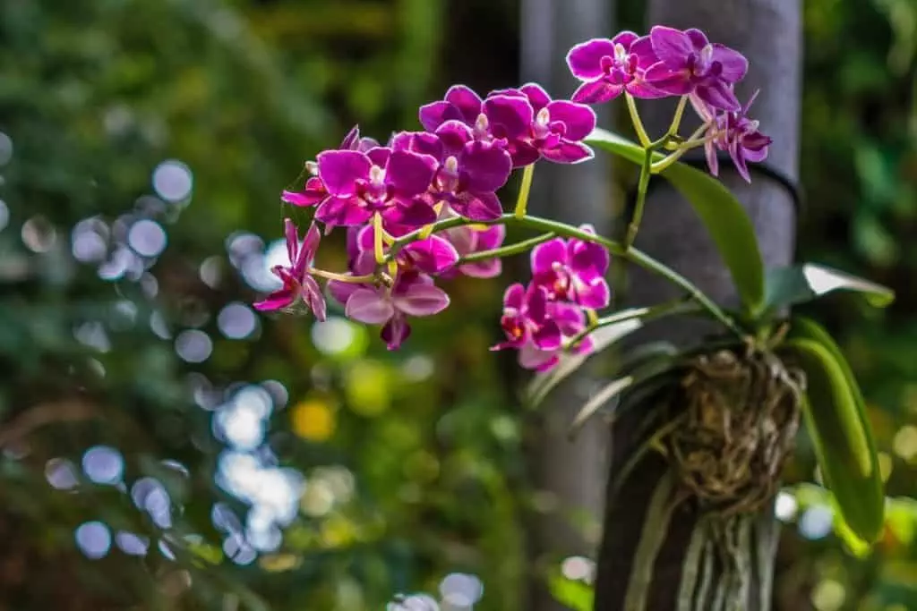  are orchids perennials