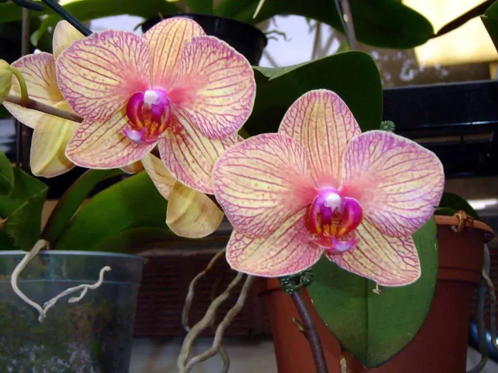 orchid facts