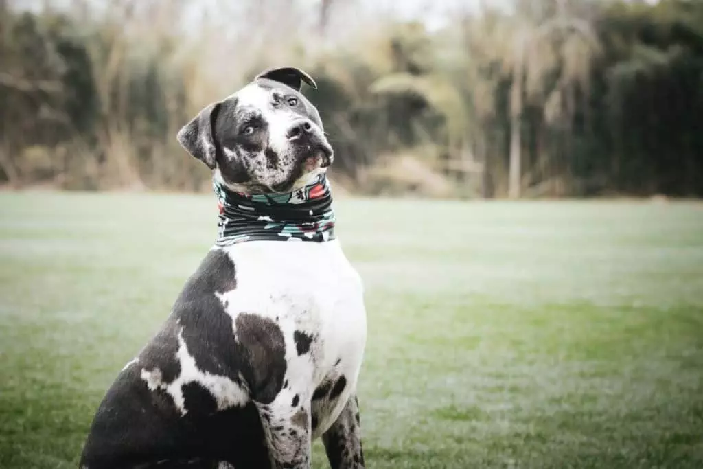 are great danes good pets