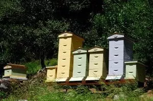  what is an apiary