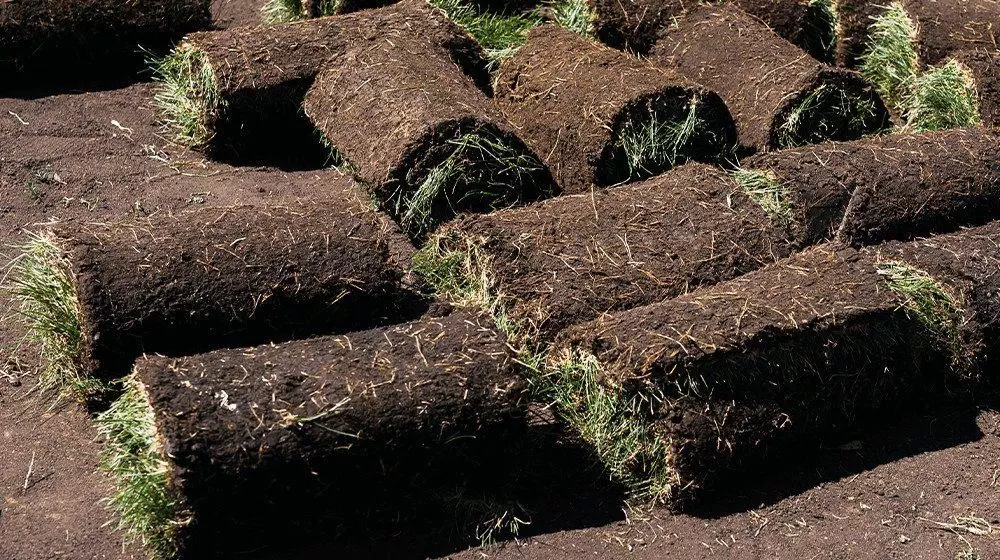 how to start a sod farm