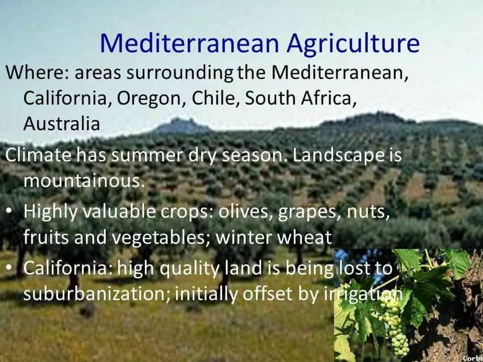 what is mediterranean agriculture