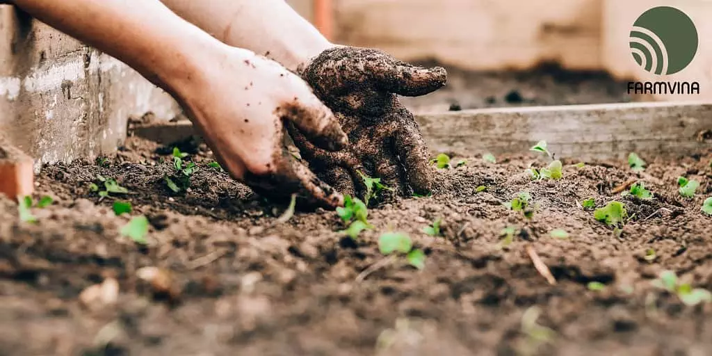 Location for Your Vegetable Garden