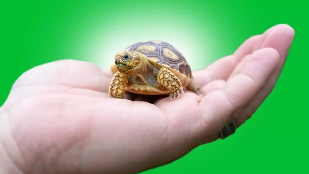 Tortoise Pet