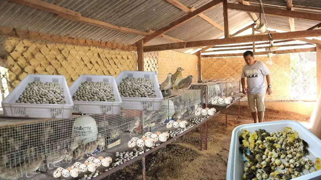 How to Start a Quail Farm