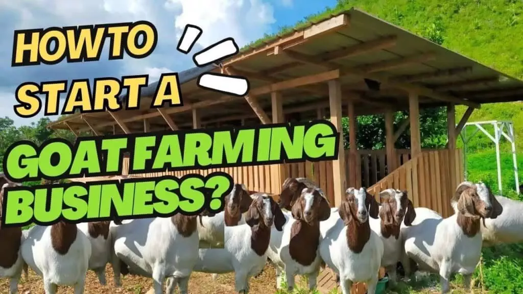 How to Start a Goat Farm