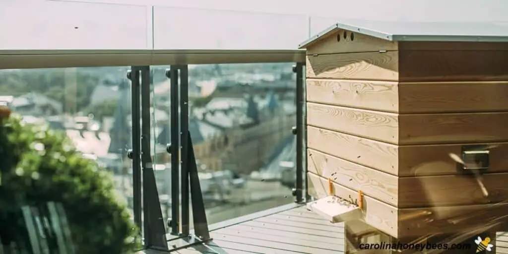 Balcony Beekeeping