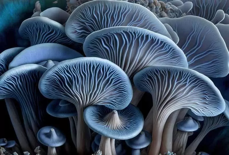 grow oyster mushrooms