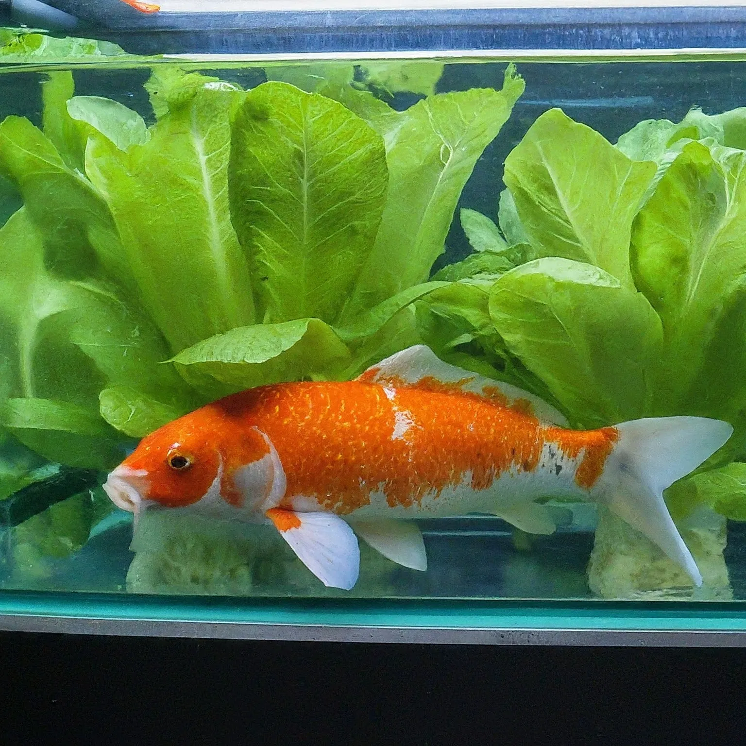 Best Fish for Aquaponics Best Fish for Aquaponics