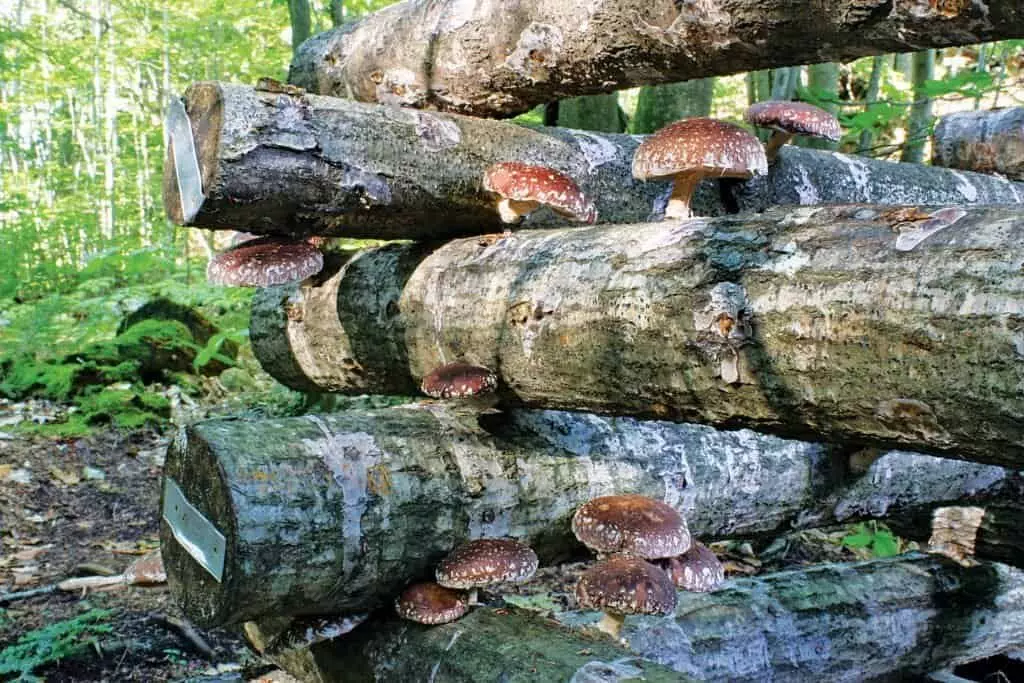 grow mushrooms on logs