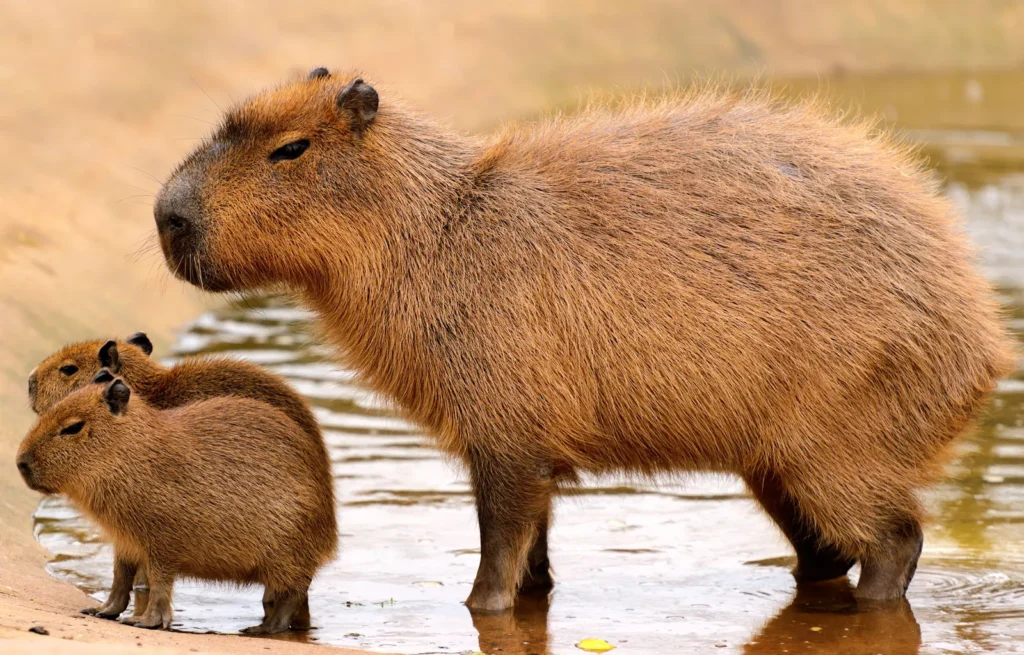 Capybaras