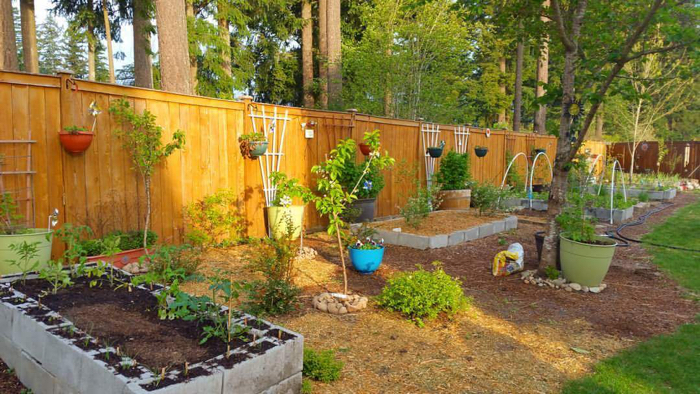 backyard homsteading